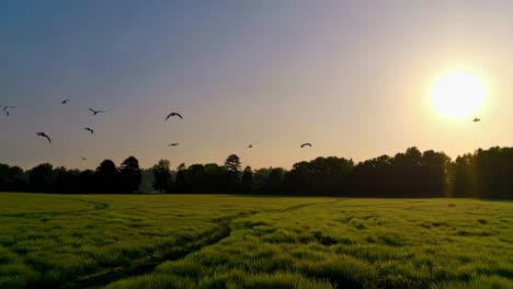 sunrise over a wheat field with birds in flight