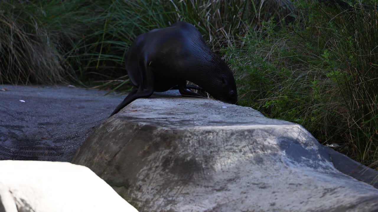 바위 플랫폼 에서 바다표범 과 해파리 가 만난다