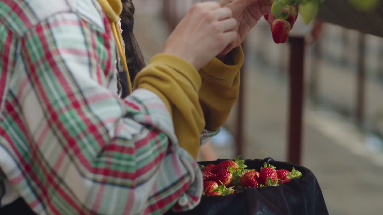 Woman Picking Fresh Strawberries on Farm