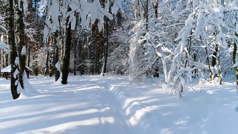 Snowy-branches-in-forest.-Winter-fairy-background