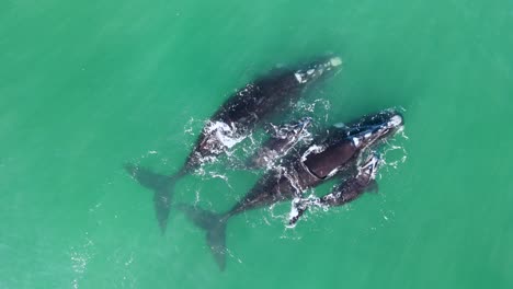 southern right whale moms and babies