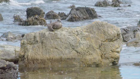 a young black-backed seagull resting on a rock in the ocean