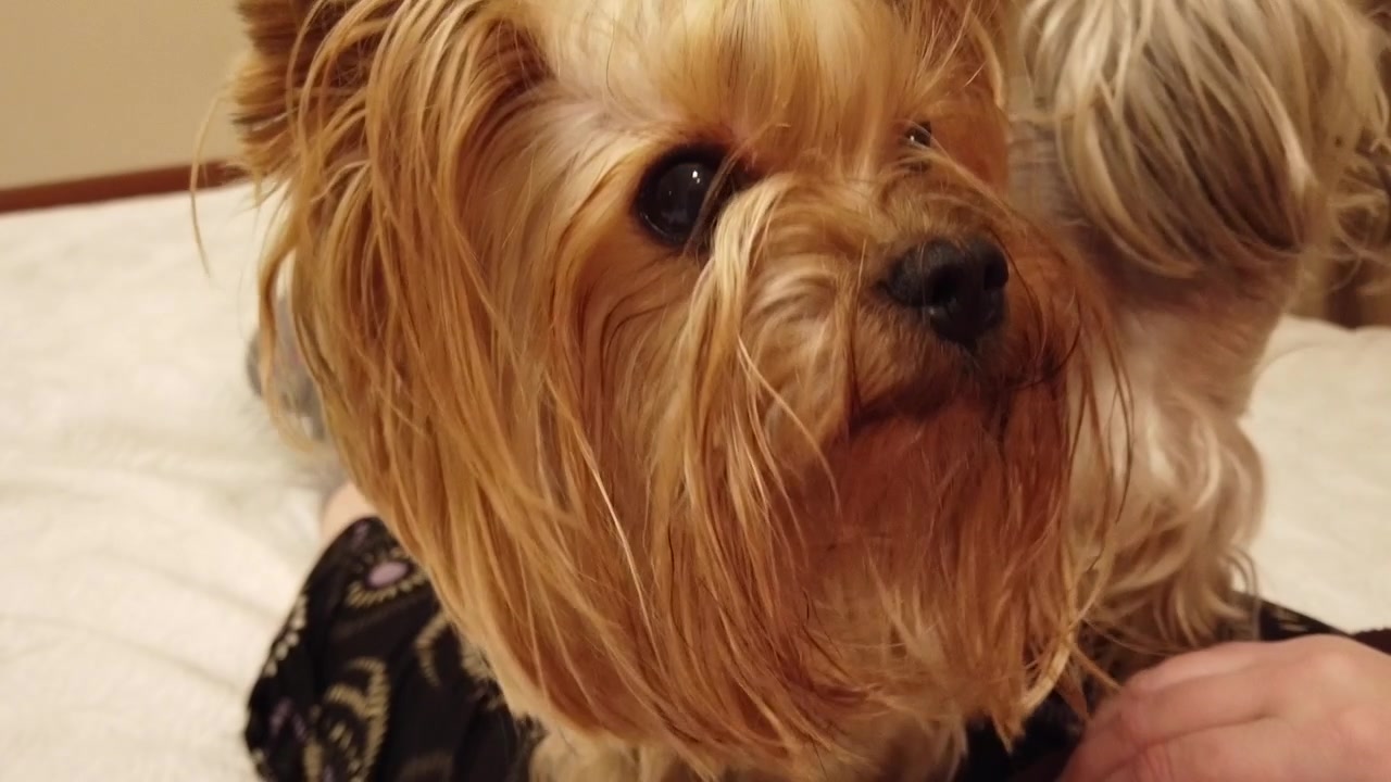 Gioco con un Yorkshire terrier
