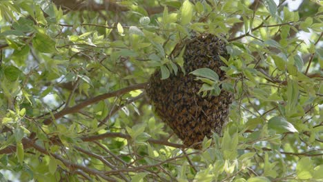 Acercar-El-ángulo-De-Una-Bola-De-Abejas-En-El-árbol