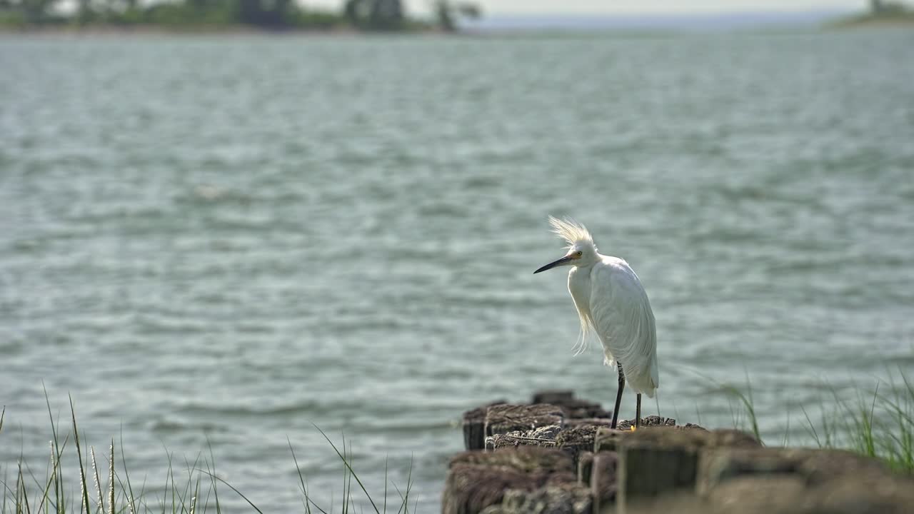 A graceful Snowy Egret stands at the water's edge