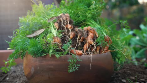 Home-gardener-pulling-multiple-bunches-of-fresh-carrots-from-her-home-garden-and-placing-them-into-bowl-with-sunflare-in-4k