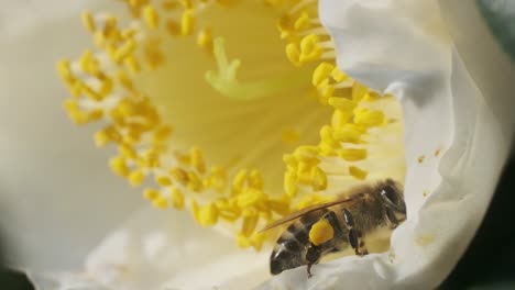 Pequeña-Abeja-De-Miel-Polinizando-Una-Gran-Flor-Blanca-Con-Estambre-Amarillo-A-Cámara-Lenta