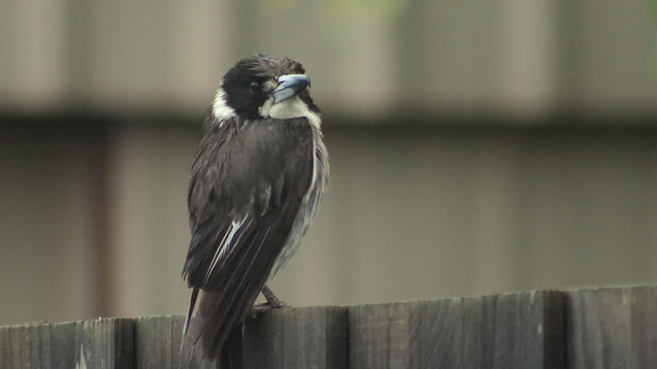 은 도살자 새가 울타리에 앉아 비를 내리고 있습니다. - 오스트레일리아, 지프스랜드, 빅토리아 마프라