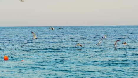 Flock of seagulls flies over the surface of the sea in search of food in the summer. Fishing seabirds. Wonderful landscape.