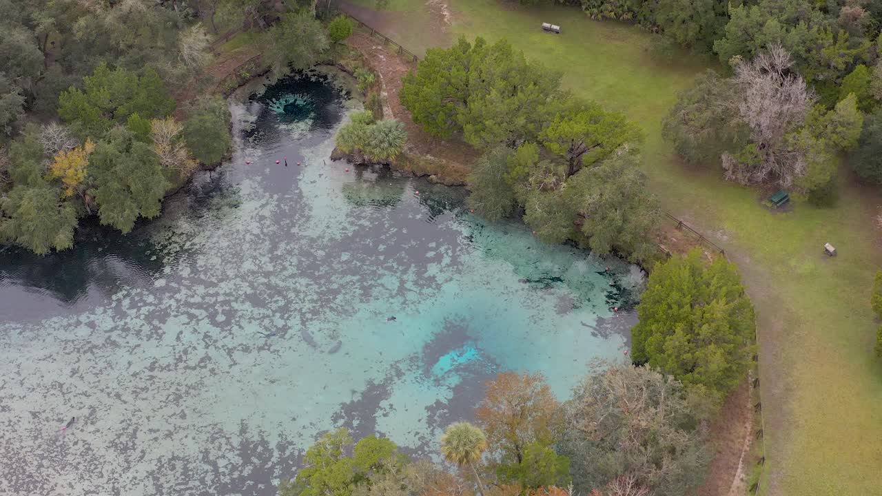 Aerial drone view of a vibrant Florida spring surrounded by lush green trees and crystal-clear turquoise water
