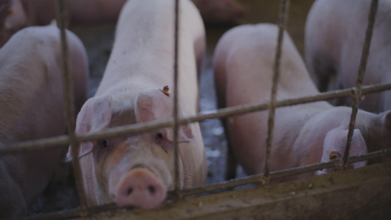 창고에 힌 돼지