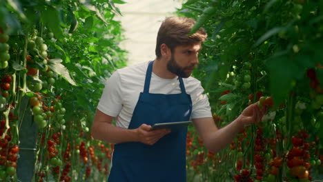 botanical scientist collecting research tablet harvesting tomatoes in greenhouse