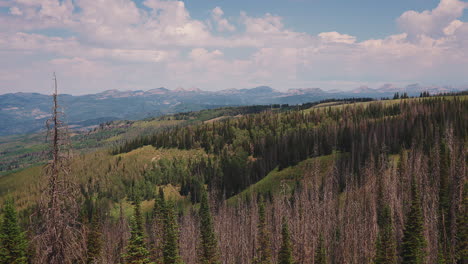 dried cypress trees over mountains with passing cloud shadows