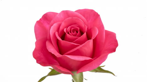 beautiful pink rose isolated on white
