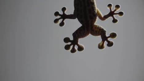 gecko's underside view through glass