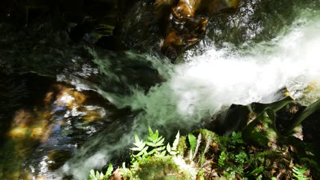 Top-down-shot-of-flowing-fresh-stream-down-the-green-rainforest-during-sunny-day---Whirinaki,New-Zealand