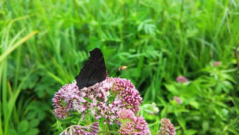 Peacock-butterfly-on-pink-flowers-with-a-hoverfly-in-lush-green-meadow