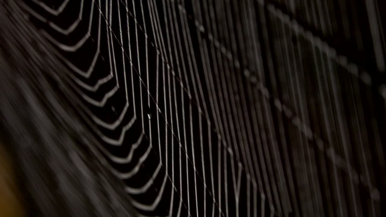 araña en el medio de la red de araña