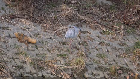 Graureiher,-Der-Am-Gepflasterten-Flussufer-Spaziert-Und-Getrocknetes-Gras-Mit-Dem-Schnabel-Pflückt