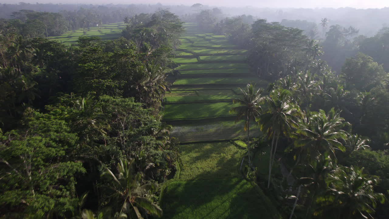 Lunghe ombre di palme che cadono sui verdi campi di riso a Bali