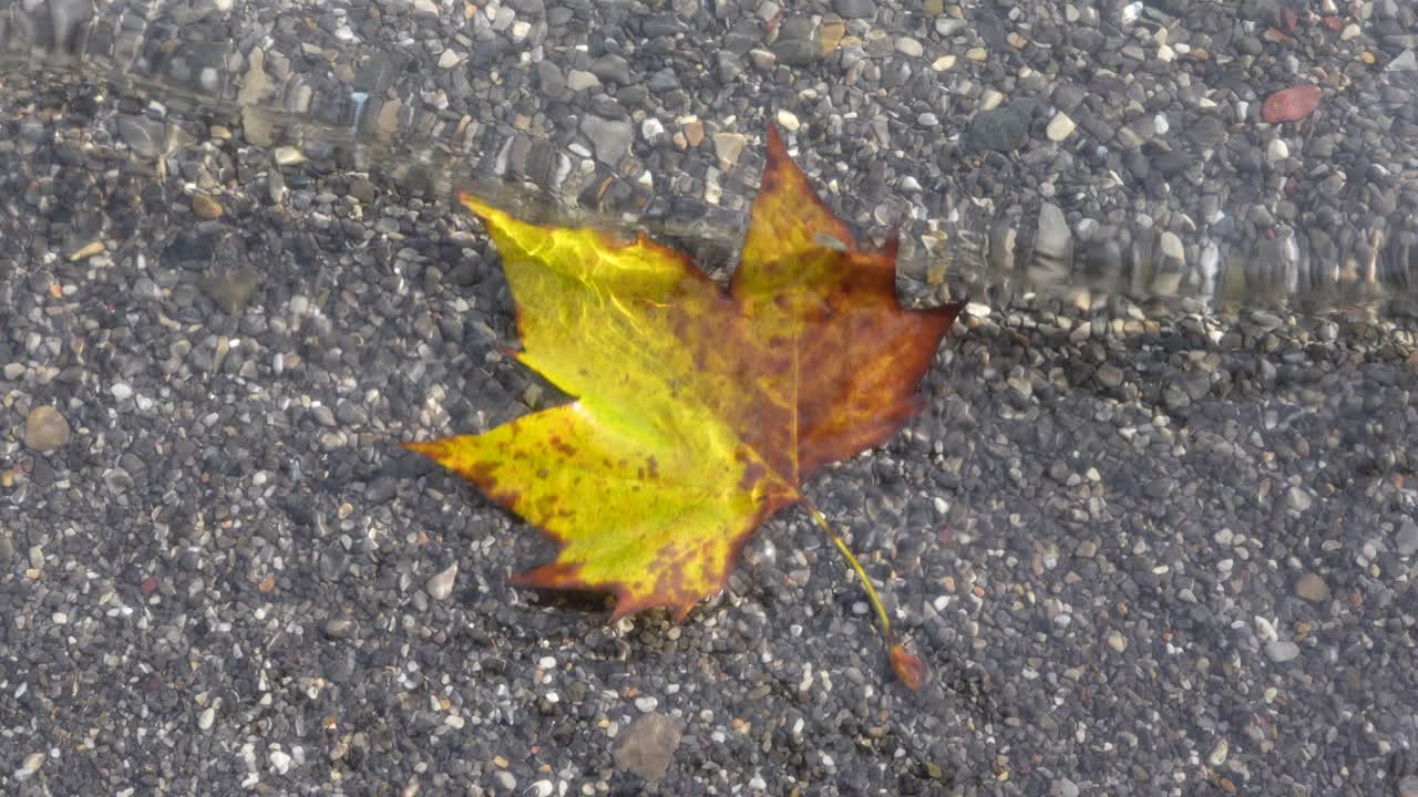 Yellow and orange autumn leaf floating on water surface with gray stones and pebbles on ground below