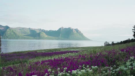 flores silvestres y paisajes pintorescos de fiordos y montañas en strytinden, noruega - amplio