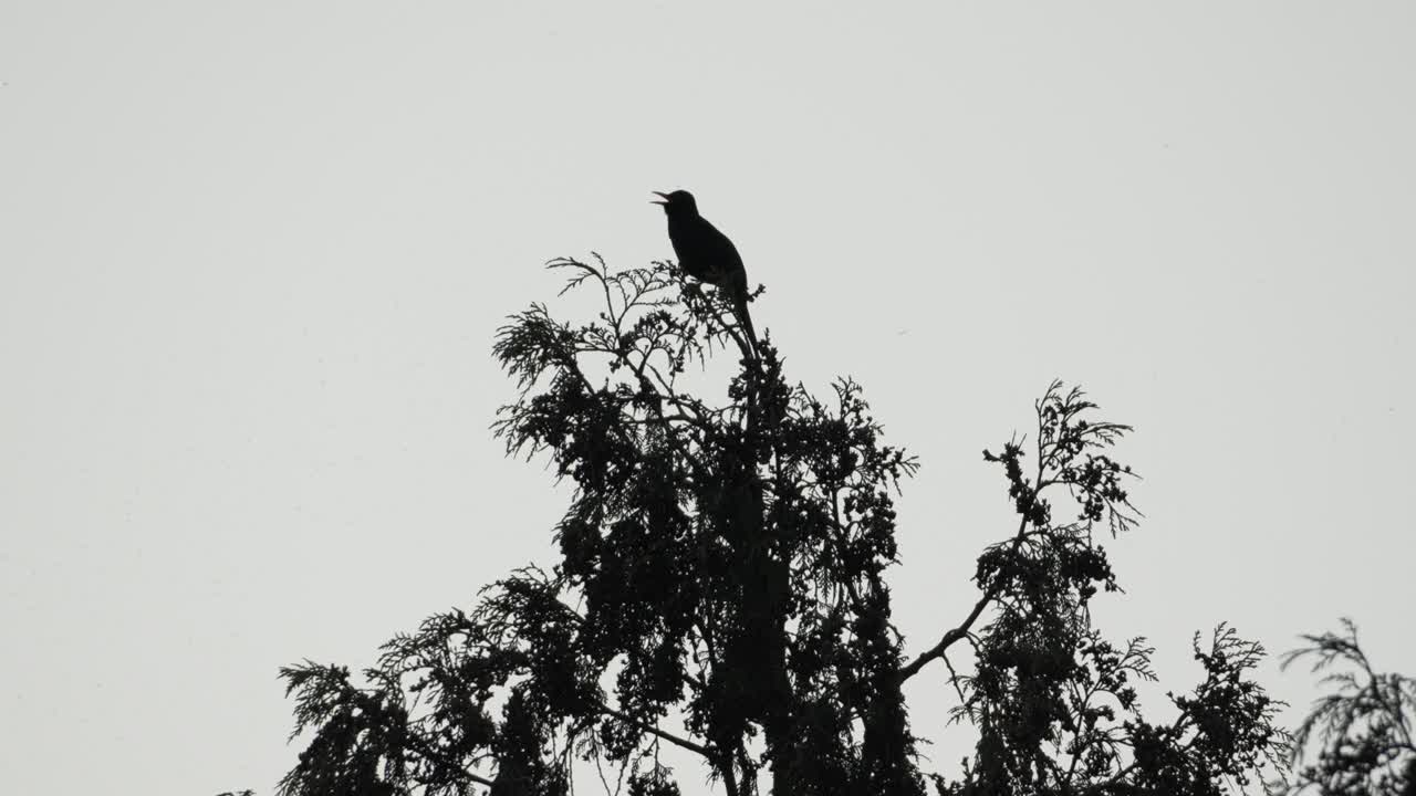Silhouette di un merlo comune appollaiato sulla cima di un albero, habitat naturale