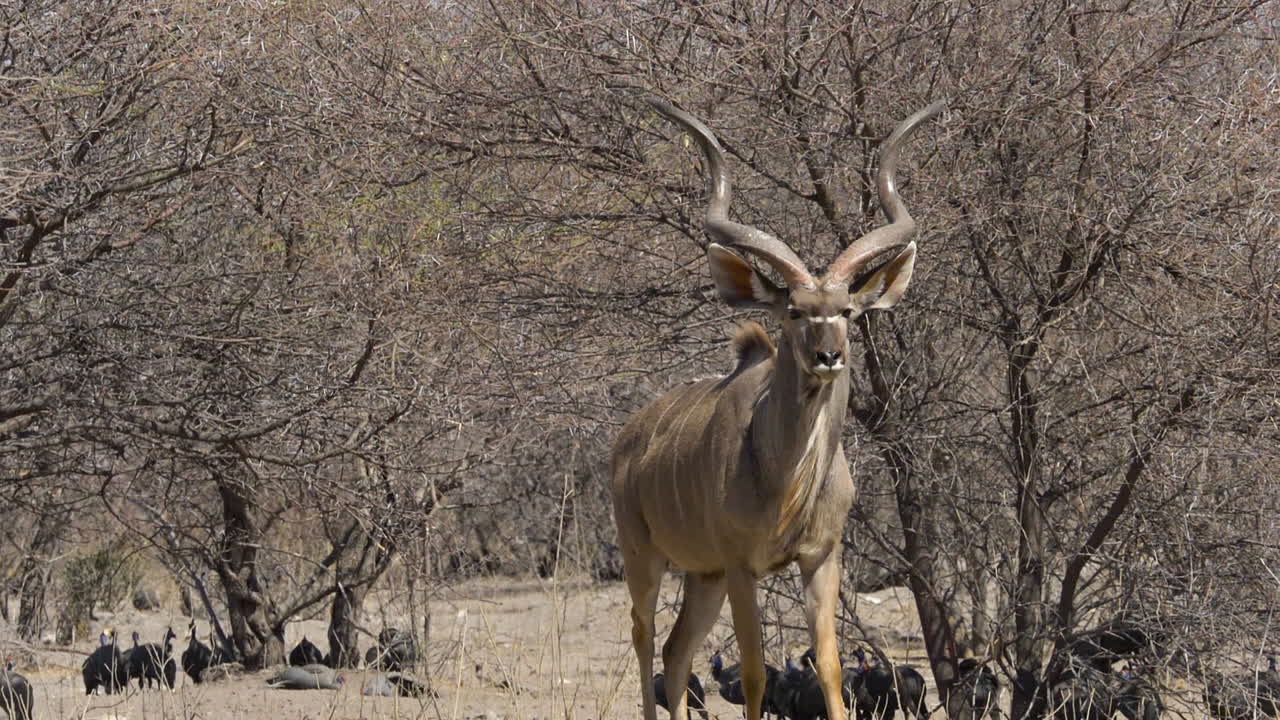 un toro kudu maduro con grandes cuernos en espiral camina a cámara lenta hacia la cámara