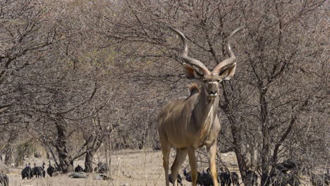 Un-Toro-Kudu-Maduro-Con-Grandes-Cuernos-En-Espiral-Camina-A-Cámara-Lenta-Hacia-La-Cámara