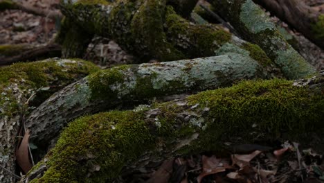 green moss in the woods, located at surface of wooden branch remains lying onto ground surface, trees and rotting wood concept