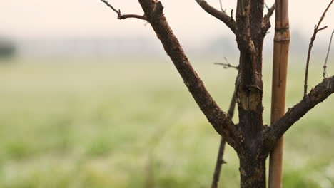 small tree trunk held by a bamboo stick during sunny day in winter with blurred green field in background