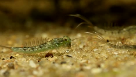 mayfly nymph op zoek naar voedsel in een meer