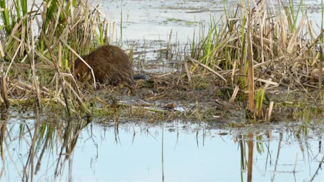 Rata-Almizclera-Cavando-Hoyos-Para-Buscar-Vegetación-En-Un-Humedal,-Naturaleza-Salvaje