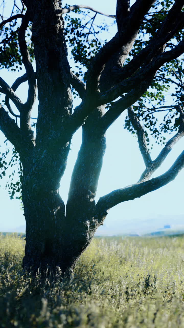 Majestic tree stands tall in a sunlit field during the tranquil morning hours