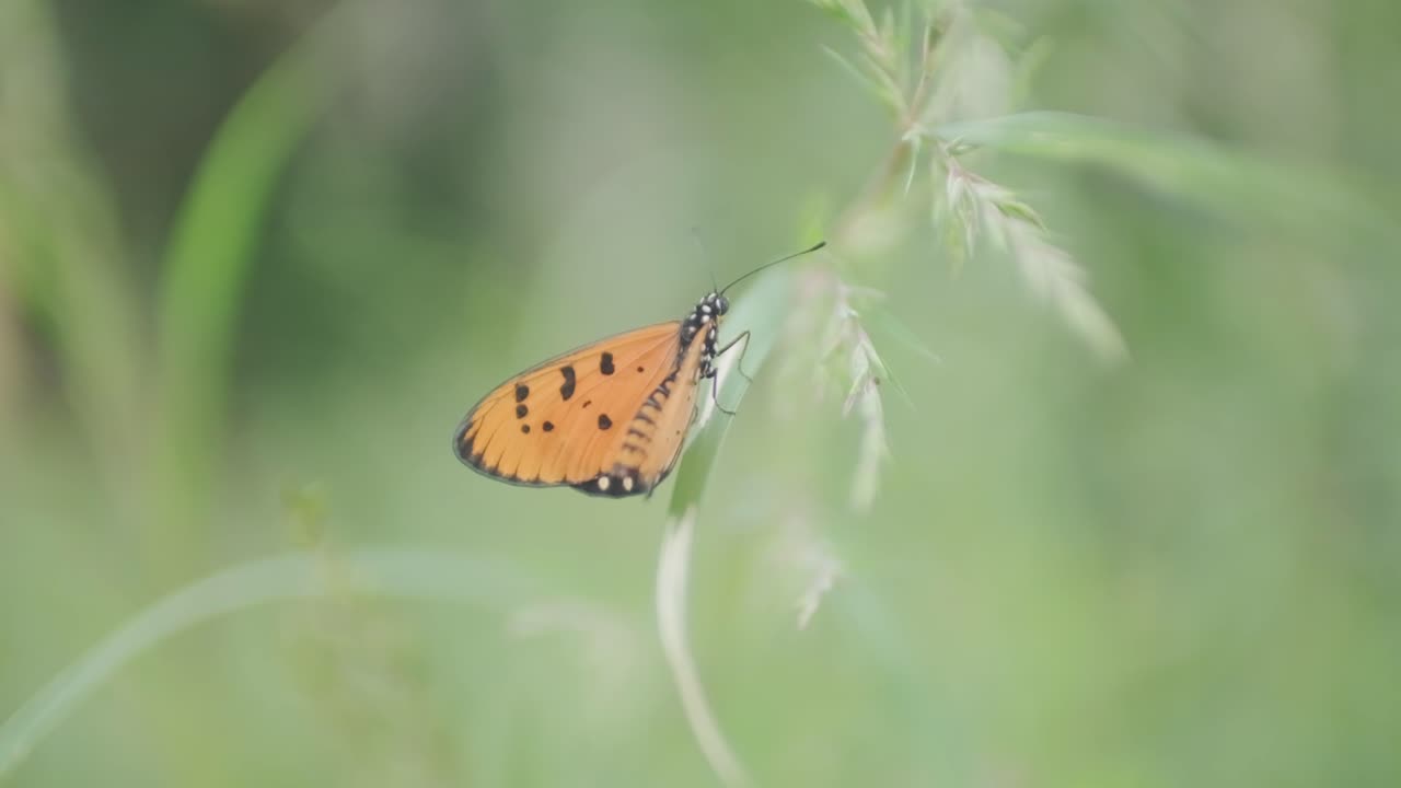 긴 녹색 풀밭에 앉아 있는 주황색 나비 슬로우 모션은 acraea terpsicore를 닫습니다.