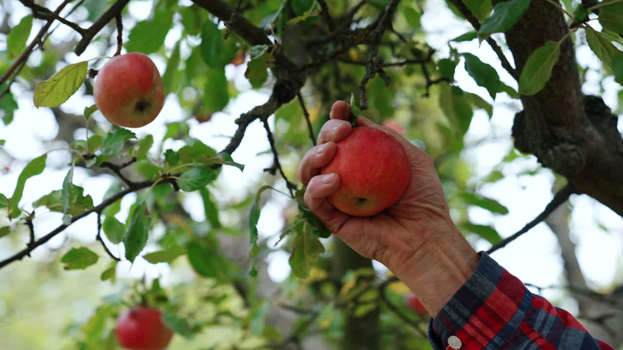 Red apples hang on the tree. Male hand picks one fruit and turns it near camera. Close up.