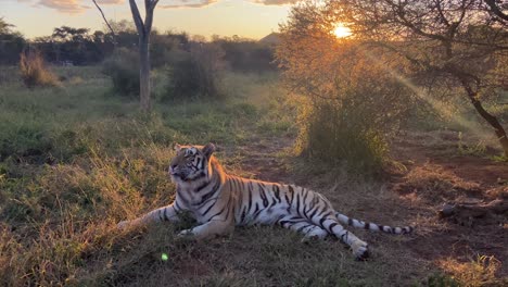 beautiful wild tiger grooming at sunset in national park in india