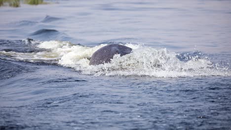 Hippo-swimming-in-waters-of-Cuando-River-in-Namibia,-Africa