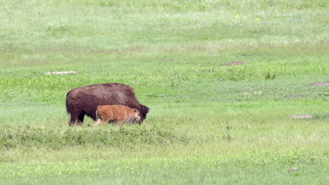 American-Bison-female-with-calf-walking-side-by-side-on-the-prairie-grasslands,-slowmotion