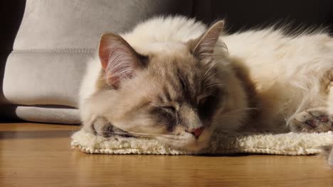 siberian cat napping