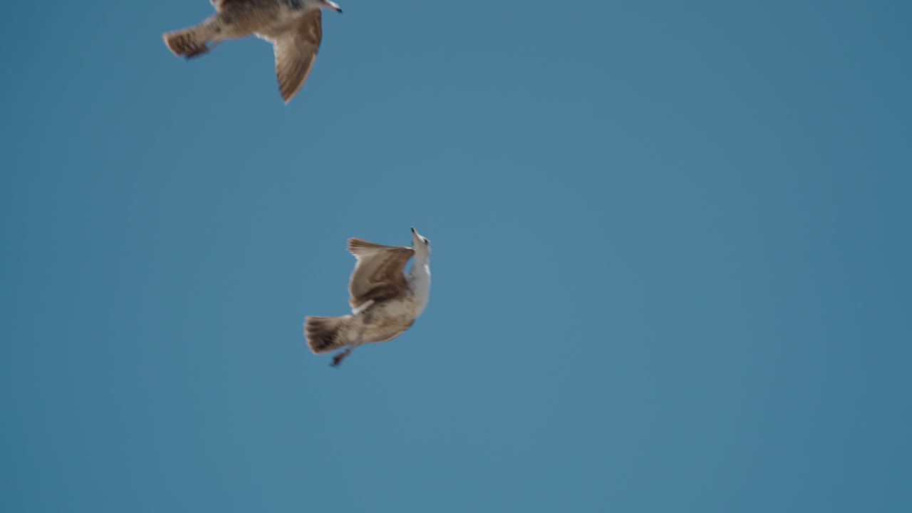 멕시코 카보 주 바하 캘리포니아 서르 에서 푸른 하늘 을 향해 날아다니는 두 마리의 해파리