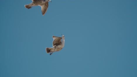 Dos-Gaviotas-Volando-Contra-El-Cielo-Azul-En-Baja-California-Sur,-Cabo,-México