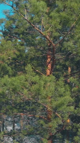 green dense pine forest with snow hides grey asphalt road with driving cars under blue spring sky upper view