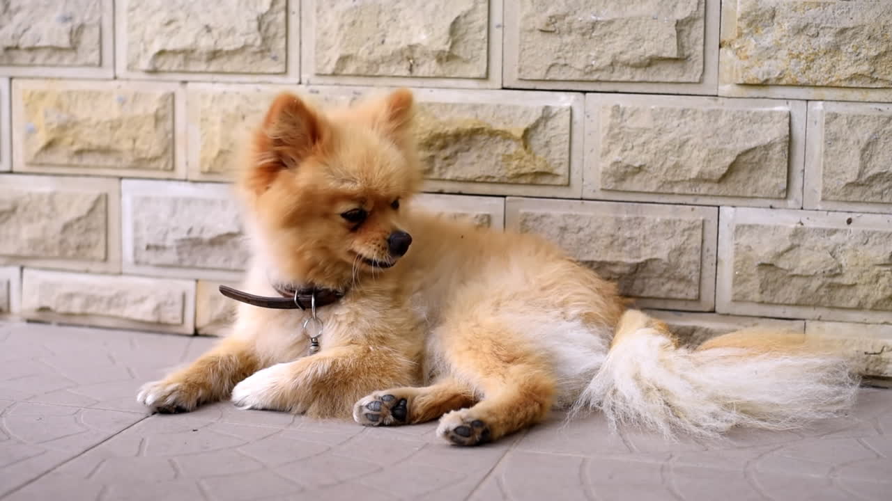 Small pomeranian spitz laying on the ground in the backyard of the house and looking around. Sunny day. Slow motion