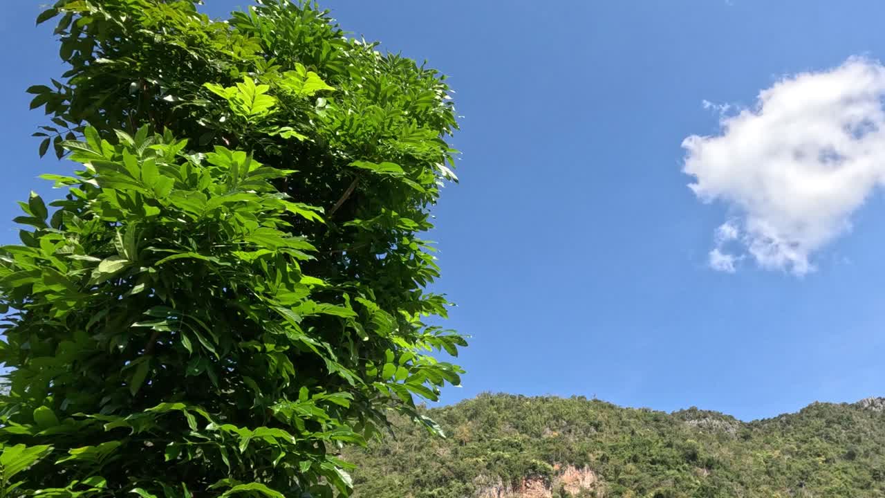 산의 배경에 대한 잎자루 성장의 시간 간격.