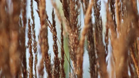 feather smallweed sways slowly in the breeze