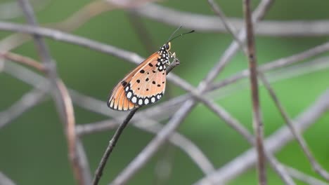 hermosa mariposa en el viento - relajante