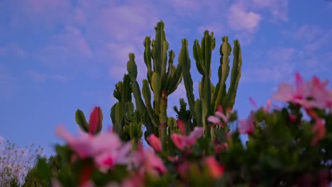 Shot-Of-Unique-Green-Wild-Cactus-Under-Blue-Sky