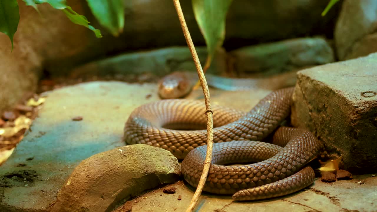 A snake rests coiled on rocks in a zoo enclosure, surrounded by foliage. Warm lighting highlights its textured scales