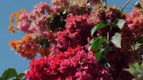 Groom-Suit-Hanging-On-colorful-flower-tree